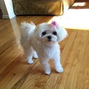 Meet your Posher, Ellen